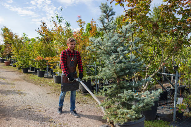 Granite Falls, MN Tree Service Company